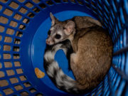 Elementos de Protección Civil de Amozoc rescatan a Cacomixtle.