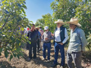 IMPULSA SEFOA LA PRODUCCIÓN DE AGUACATE EN EL CENTRO-SUR DEL ESTADO