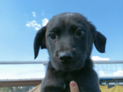 AYUNTAMIENTO DE PUEBLA INVITA A ADOPTAR Y DAR UNA SEGUNDA OPORTUNIDAD A ANIMALES DE COMPAÑÍA RESCATADOS