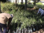 Recibe Secretaría de Medio Ambiente una donación de ocho mil árboles.