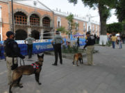 MANTIENE SSC OPERATIVO DE SEGURIDAD POR TOUR MUNDIAL DE VOLEIBOL EN EL PRIMER CUADRO DE LA CAPITAL
