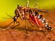 IMSS llama a población a reforzar medidas de prevención contra el dengue